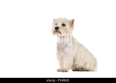 West Highland White Terrier o westie dog sitter cercando visto dal lato isolato su uno sfondo bianco Foto Stock