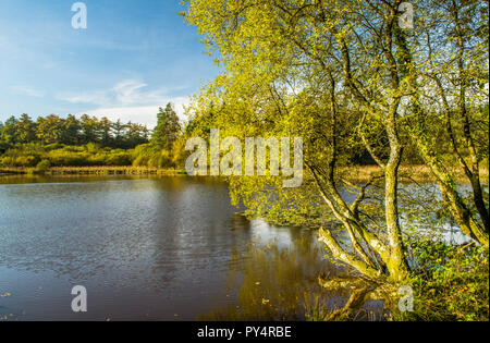 Pysgodlyn Lago di pesca Hensol Forest Vale of Glamorgan Galles del Sud Foto Stock