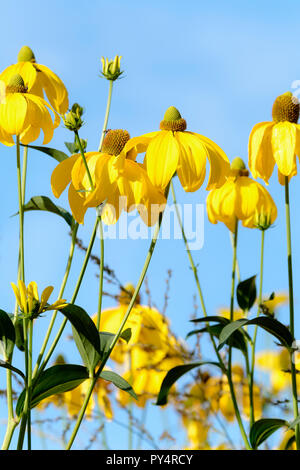 Il giallo oro fiori di Rudbeckia "sole autunnale' (Rudbeckia Nitida Herbstsonne "') contro un cielo blu sullo sfondo Foto Stock