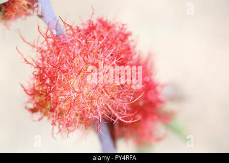 Gall, conosciuta come la rosa bedeguar gall, Robin's puntaspilli o moss gall è causato da un hymenopteran gall wasp, Diplolepis rosae Foto Stock