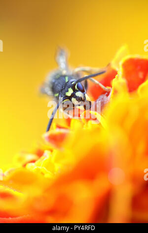 Vespula vulgaris, noto come il comune wasp Foto Stock