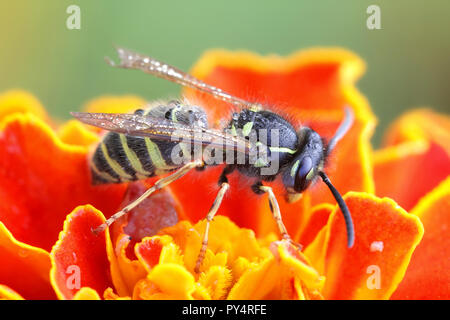 Vespula vulgaris, noto come il comune wasp Foto Stock