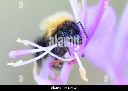 White-tailed bumblebee Foto Stock