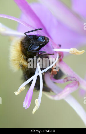 White-tailed bumblebee Foto Stock