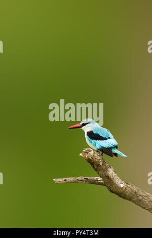 Adulto Woodlands kingfisher appollaiato su un ramo, un sacco di spazio copia. Halcyon senegalensis Foto Stock