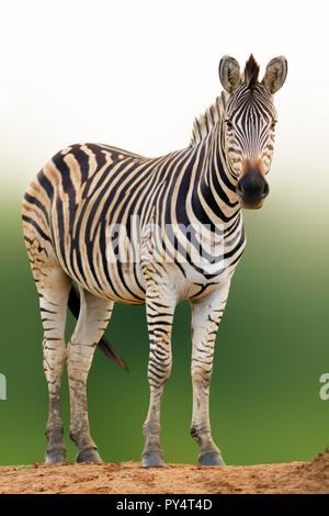 Zebra ritratto da un angolo basso, Parco Nazionale Kruger. Equus quagga Foto Stock