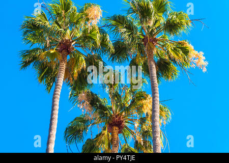 Tre alberi di palma contro un cielo blu, Kauai, Hawaii, Stati Uniti d'America. Copia spazio per il testo Foto Stock