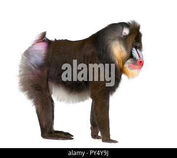 Mandrill, Mandrillus Sphinx, 22 anni, primate della scimmia del Vecchio Mondo famiglia contro uno sfondo bianco Foto Stock