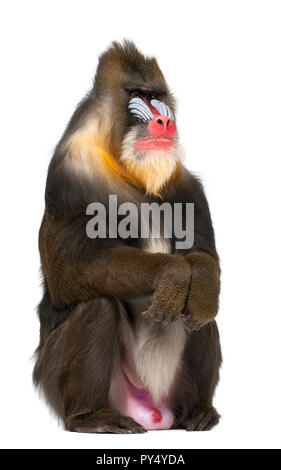 Ritratto di Mandrill seduta, Mandrillus Sphinx, 22 anni, primate della scimmia del Vecchio Mondo famiglia contro uno sfondo bianco Foto Stock