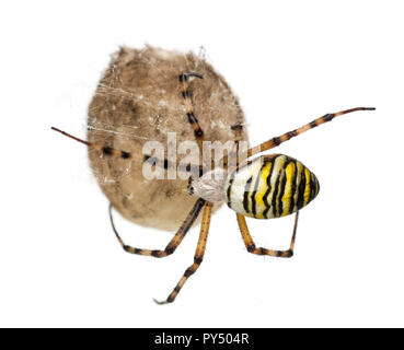 Wasp Spider, Argiope bruennichi, appeso sul suo sacco di uovo contro uno sfondo bianco Foto Stock