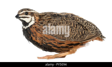 Femmina Arlecchino Quaglia, Coturnix delegorguei, con il suo becco rotto contro uno sfondo bianco Foto Stock