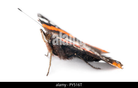 Red Admiral butterfly, Vanessa Atalanta, contro uno sfondo bianco Foto Stock