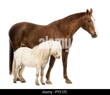 Cavallo e Shetland in piedi accanto a ogni altro di fronte a uno sfondo bianco Foto Stock