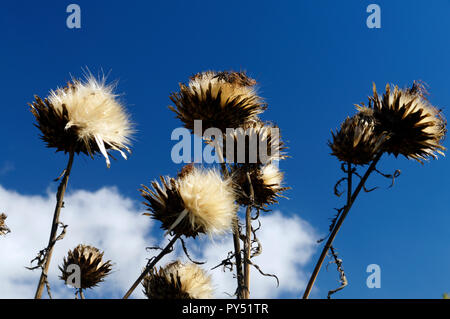 Il cardo Cynara cardunculus noto anche come il carciofo cardo, Physic Garden, Cowbridge, Vale of Glamorgan, South Wales, Regno Unito. Foto Stock