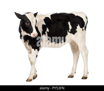 Vista laterale di un vitello, 8 mesi di età, guardando indietro di fronte a uno sfondo bianco Foto Stock