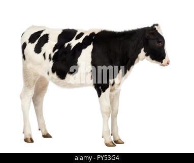 Vista laterale di un vitello, 8 mesi di età, di fronte a uno sfondo bianco Foto Stock
