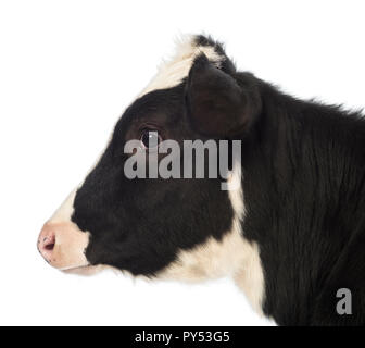 Close-up di un vitello, 8 mesi di età, di fronte a uno sfondo bianco Foto Stock