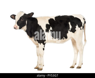 La carne di vitello, 8 mesi di età, di fronte a uno sfondo bianco Foto Stock