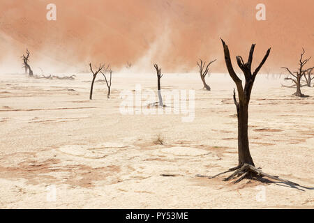 Deadvlei Namibia Africa - vento risveglia la sabbia e il sale tra gli alberi morti, Deadvlei, Sossusvlei, Namib Desert, Namib Naukluft National Park, Namibia Foto Stock