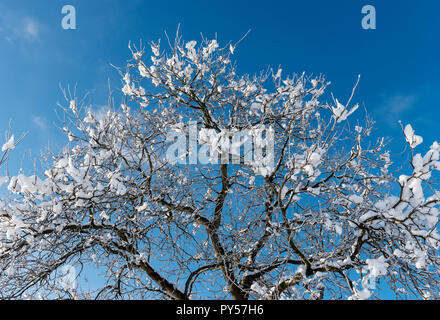A basso angolo di vista di alberi coperti di neve e di gelo in inverno Foto Stock