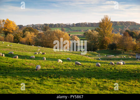 White pascolo di ovini nel campo coneygree con autunnale di cotswold paesaggio nella luce del sole serale, Chipping Campden, Cotswolds, Gloucestershire, Inghilterra Foto Stock