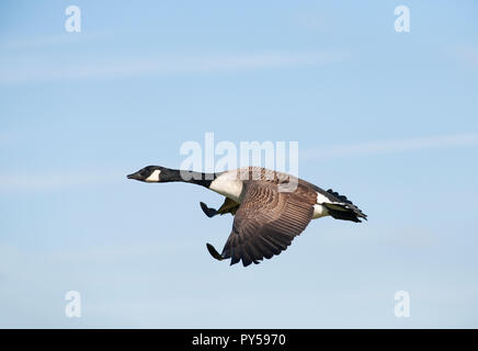 Canada Goose, Branta canadensis, volando sul Brent serbatoio, Brent, London, Regno Unito Foto Stock