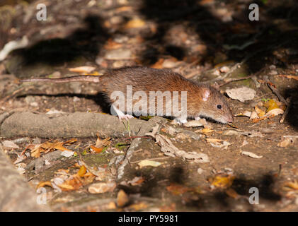Adulto ratto marrone, Rattus norvegicus, Walthamstow serbatoi, London, Regno Unito Foto Stock