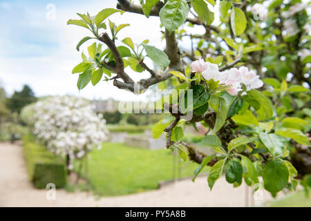 Primavera sbocciano i fiori su un albero di mele, REGNO UNITO Foto Stock