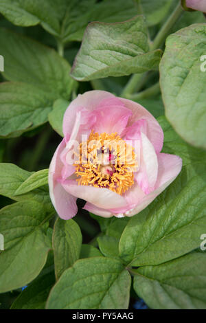 Peonia in Herbaceous borders al Miserden Estate in GLOUCESTERSHIRE REGNO UNITO Foto Stock