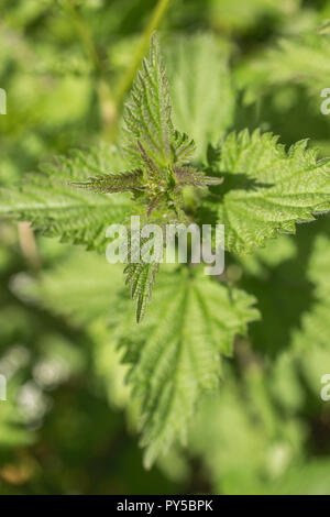 Verde commestibile ortica. Foto Stock