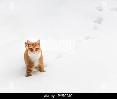 Lo zenzero Cat contro lo sfondo della neve, in inverno Foto Stock