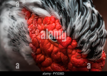 Bella rossa intitolata anatra muta (Cairina moschata), grande uccello arrabbiato nativa per il Messico, Centrale e del Sud America. Chiudere occhio fino, colori vibranti. Foto Stock