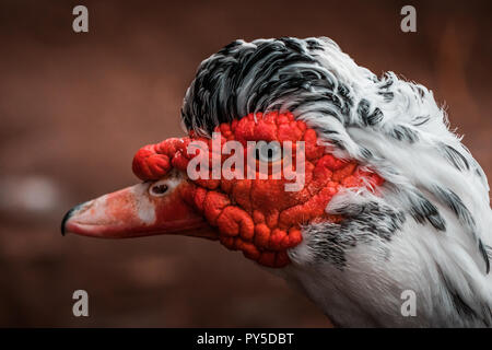 Bella rossa intitolata anatra muta (Cairina moschata), grande uccello arrabbiato nativa per il Messico, Centrale e del Sud America. Chiudere occhio fino, colori vibranti. Foto Stock