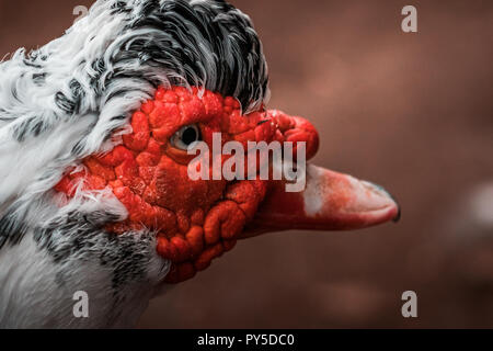 Bella rossa intitolata anatra muta (Cairina moschata), grande uccello arrabbiato nativa per il Messico, Centrale e del Sud America. Chiudere occhio fino, colori vibranti. Foto Stock