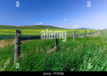 La Canola coltivazioni in Alberta, Canada Foto Stock