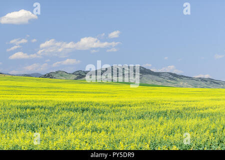 La Canola coltivazioni in Alberta, Canada Foto Stock