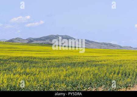 La Canola coltivazioni in Alberta, Canada Foto Stock