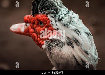 Bella rossa intitolata anatra muta (Cairina moschata), grande uccello arrabbiato nativa per il Messico, Centrale e del Sud America. Chiudere occhio fino, colori vibranti. Foto Stock