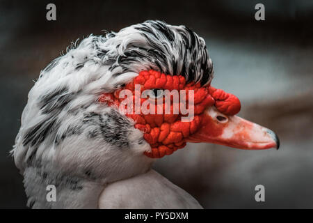 Bella rossa intitolata anatra muta (Cairina moschata), grande uccello arrabbiato nativa per il Messico, Centrale e del Sud America. Chiudere occhio fino, colori vibranti. Foto Stock