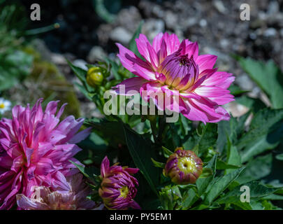 Colore esterno macro floreale di un giovane, apertura violetto rosa Fiore Dahlia sul naturale sfondo sfocato e numerosi germogli prelevati su una soleggiata giornata estiva Foto Stock