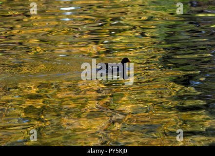 Londra, Gran Bretagna. Ottobre 25, 2018. I colori autunnali sono riflesse in uno dei laghi a Regents Park, nel centro di Londra, Gran Bretagna. Credito: Giovanni Voos, TSL/Alamy Live News Foto Stock
