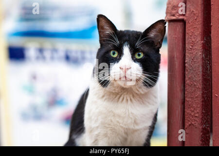 Un bianco e nero street cat ritratto Foto Stock