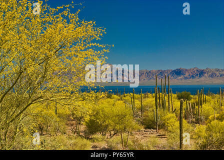 Junco arbusti in fiore e cardon cactus al Desierto Central vicino a Bahia Concepcion nel Golfo di California (Mare di Cortez), Baja California Sur, Messico Foto Stock