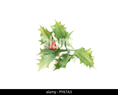 Decorativo verde Holly branch, su sfondo bianco. Foto Stock