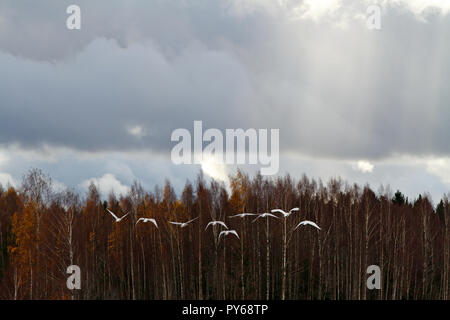 Whooper cigni tenendo off oltre il bosco di betulle, in Finlandia Foto Stock