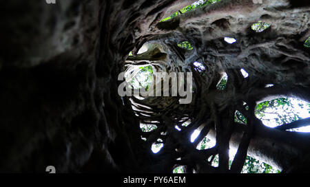 La Liana che ha coperto il tronco del ficus fino alla sua morte in Fiema Boabeng Monkey santuario di Techiman il, Ghana Foto Stock