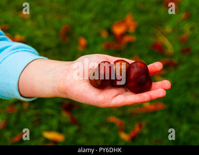 Un giovane femaile mano azienda conkers Foto Stock