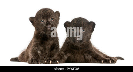 Due leopardo nero cubs sdraiato, 3 settimane di età, isolato su bianco Foto Stock