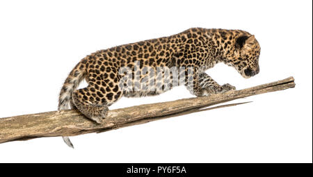 Spotted Leopard cub aggirava su un ramo, 7 settimane di età, isolato su bianco Foto Stock