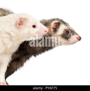 Close-up di due furetti, 2 anni, isolato su bianco Foto Stock